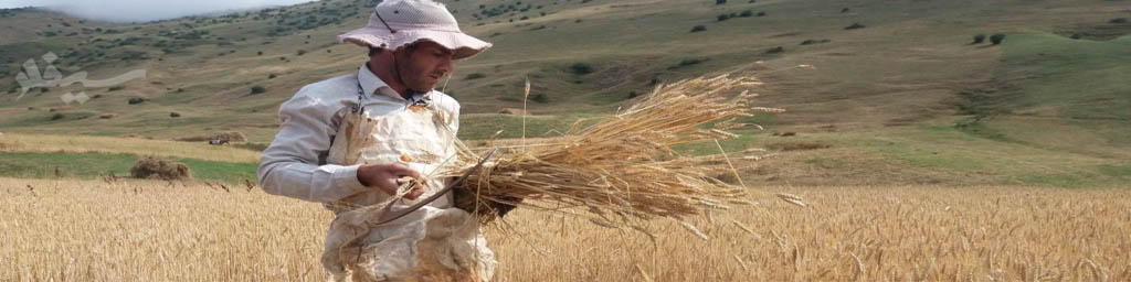 پرداخت 68 درصدی مطالبات گندم‌کاران صحت ندارد/ بعد از 5 ماه انتظار می‌گویند 2 ماه دیگر صبر کنید